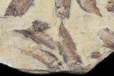 11.2" Fossil Fish (Gosiutichthys) Mortality Plate - Lake Gosiute - #130009-1